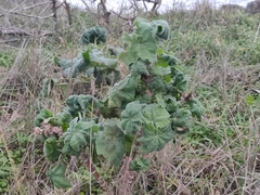 Malva arborea