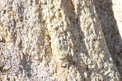 Petrosaurus thalassinus