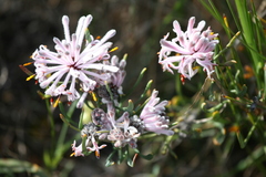 Petrophile linearis