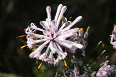 Petrophile linearis