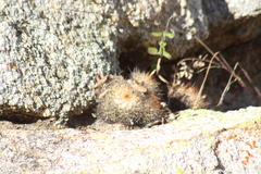 Mammillaria petrophila petrophila