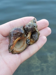 Stramonita biserialis