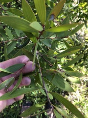 Melaleuca viridiflora