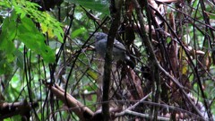 Thamnophilus atrinucha