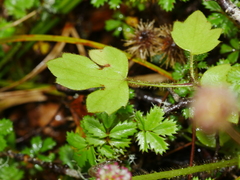 Ranunculus reflexus
