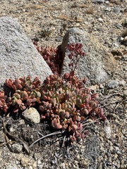 Sedum obtusatum