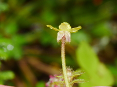 Ranunculus reflexus