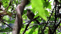 Thamnophilus atrinucha