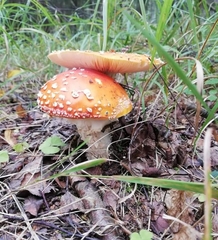 Amanita muscaria