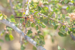 Delta dimidiatipenne