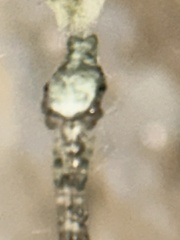 Allocyclosa bifurca