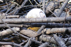 Pomacea paludosa