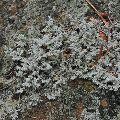 Stereocaulon saxatile