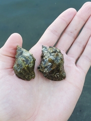 Stramonita biserialis