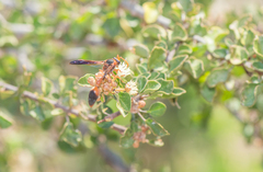 Delta dimidiatipenne
