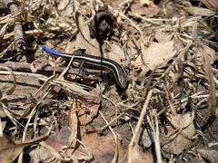 Plestiodon skiltonianus skiltonianus