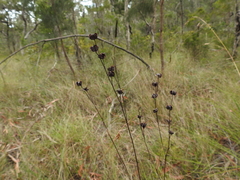 Haemodorum austroqueenslandicum