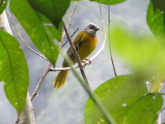 Eucometis penicillata