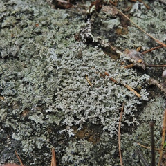 Stereocaulon saxatile