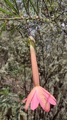 Passiflora trianae