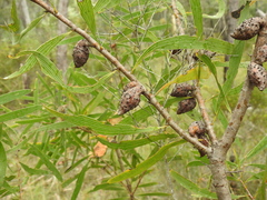 Hakea benthamii