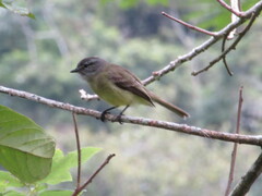 Phyllomyias griseiceps