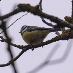 Cyanistes caeruleus