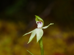 Adenochilus gracilis