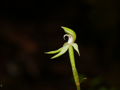 Adenochilus gracilis