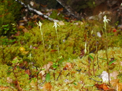 Adenochilus gracilis