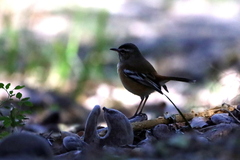 Cercotrichas leucophrys
