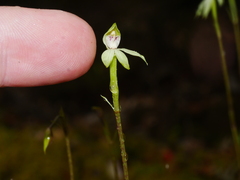 Adenochilus gracilis