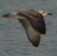 Larus fuscus barabensis