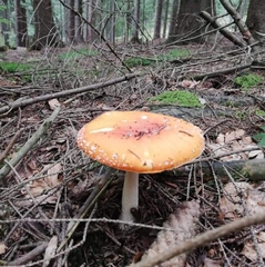 Amanita muscaria