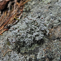 Stereocaulon saxatile