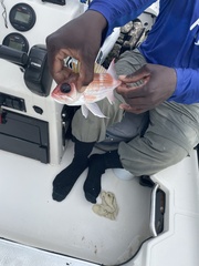 Holocentrus adscensionis