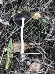 Leratiomyces percevalii