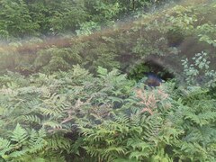 Pteridium aquilinum latiusculum