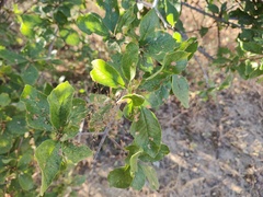 Sarcomphalus amole