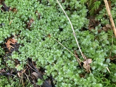 Rhizomnium punctatum