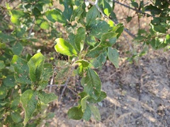 Sarcomphalus amole