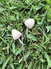 Conocybe