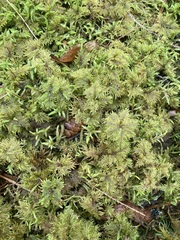 Hylocomium splendens