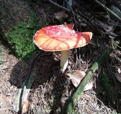Amanita muscaria