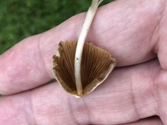 Conocybe