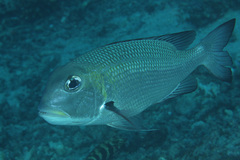 Monotaxis grandoculis