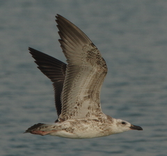 Larus fuscus barabensis