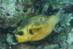 Arothron nigropunctatus