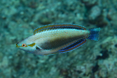 Cirrhilabrus punctatus