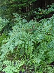 Pteridium aquilinum latiusculum